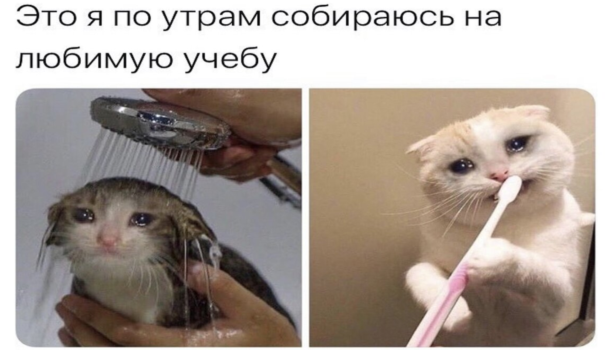 Что такое свободное посещение в университете, и как его получить?