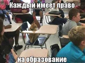 Как перевестись на бюджет с платного обучения?