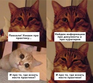 Как проходит МВД практика для студентов?