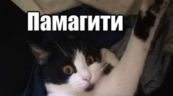 Где и как получить помощь с рефератом?